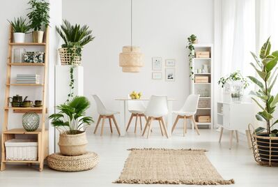 Adding plants to your rented home: a tenant's guide